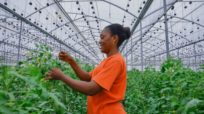 Green house harvest in taraba