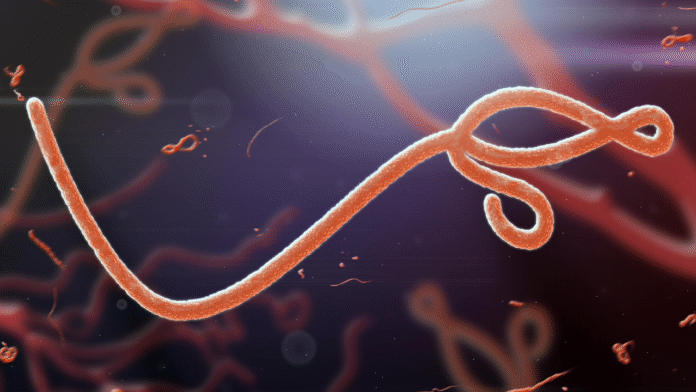 Ebola virus